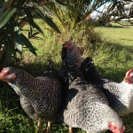 galline